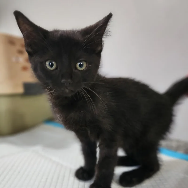 A baby small-sized female Black Domestic Short Hair cat named Luna for adoption in Centerville, TN