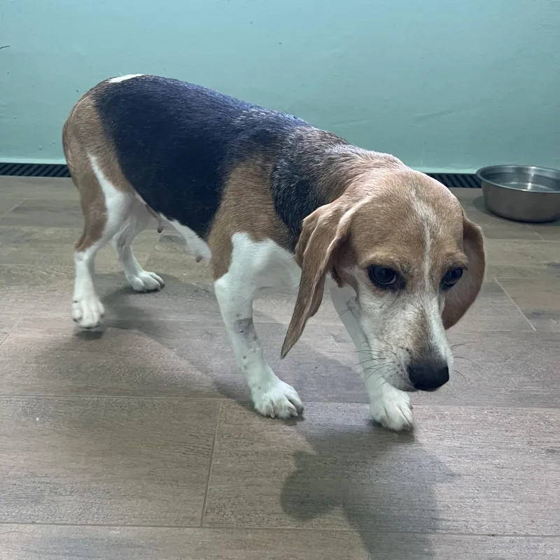 A senior small-sized female Yellow / Tan / Blond / Fawn Beagle dog named YTO  Aka ChloeMae for adoption in LOXAHATCHEE, FL