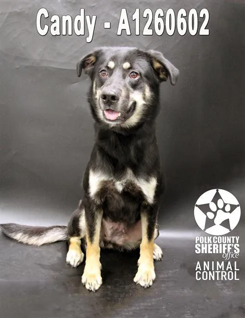 An adult large-sized female German Shepherd Dog dog named Candy for adoption in Winter Haven, FL