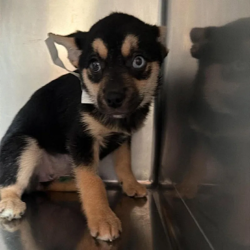 A baby small-sized female Black Chihuahua dog named Truffle for adoption in Apple Valley, CA