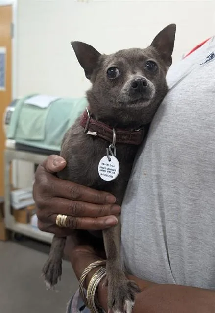 An adult small-sized female Chihuahua dog named Bella for adoption in Upper Marlboro, MD