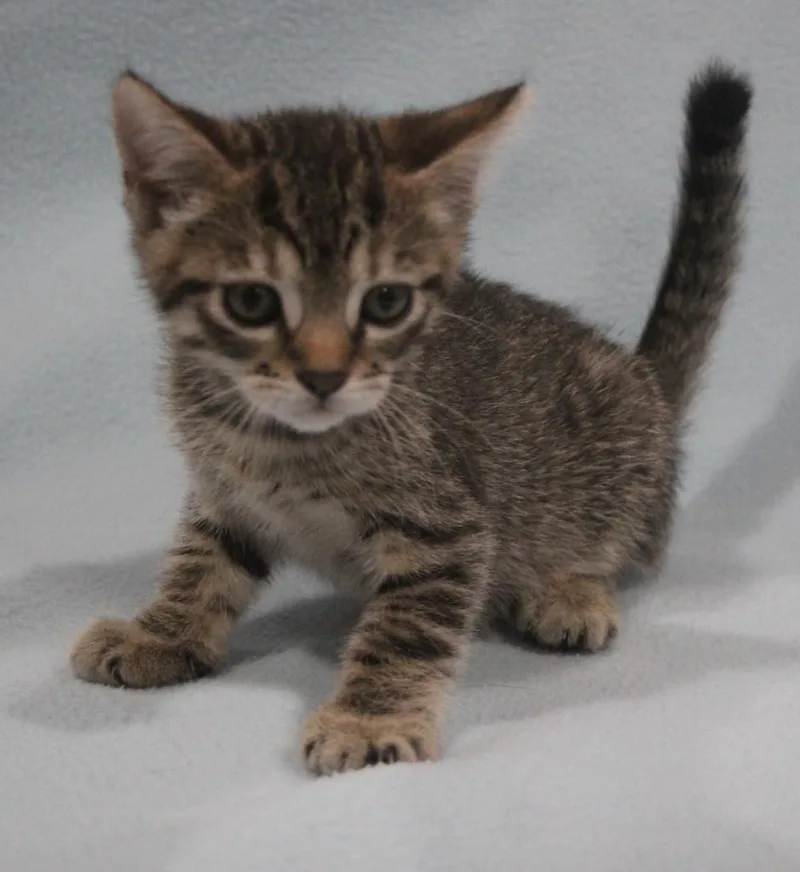 A baby medium-sized female Domestic Short Hair cat named Comet for adoption in Vacaville, CA