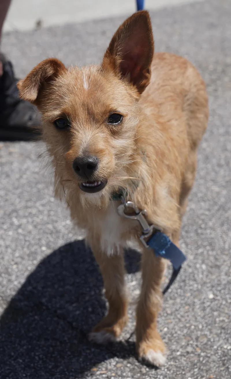 A baby small-sized male Brown / Chocolate Yorkshire Terrier dog named Ziggy for adoption in Pottsville, PA