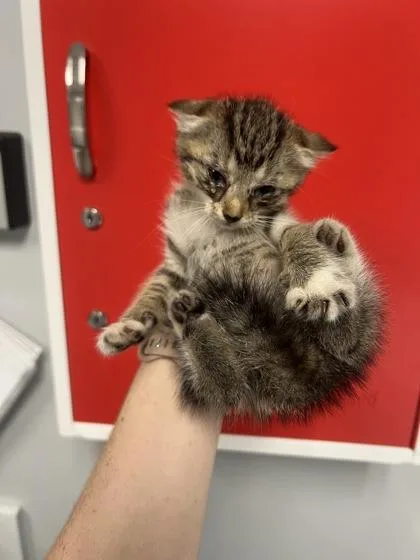 A young small-sized female Domestic Short Hair cat named B Carin for adoption in North Charleston, SC