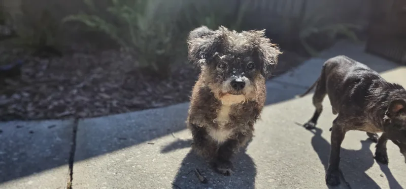 A senior small-sized male Gray / Blue / Silver Poodle (Toy) dog named Popi for adoption in Weeki Wachee, FL