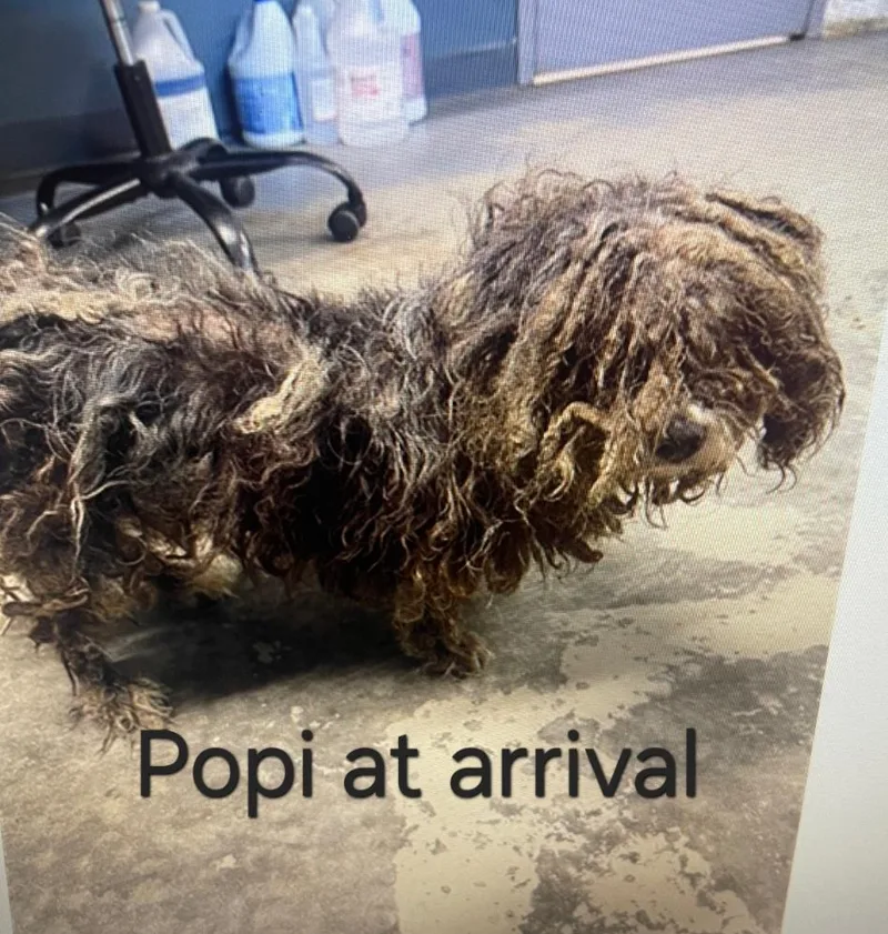 Popi thumbnail 5