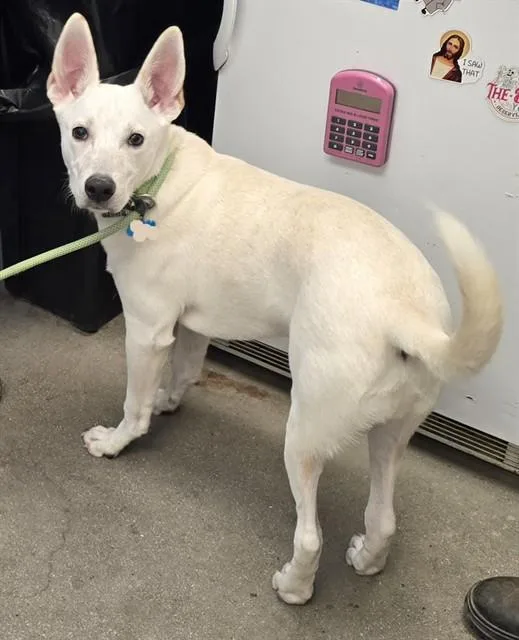 A young small-sized male Australian Cattle Dog / Blue Heeler dog named Angel for adoption in Tucson, AZ