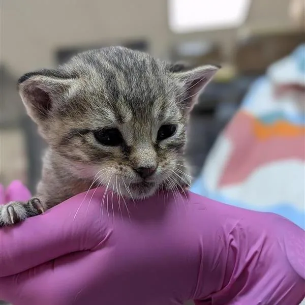 A baby small-sized female Brown / Chocolate Domestic Short Hair cat named Marie for adoption in Houston, TX