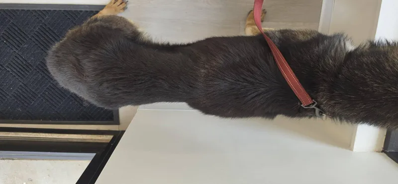 An adult large-sized male German Shepherd Dog dog named Rover for adoption in Chesterfield, MO