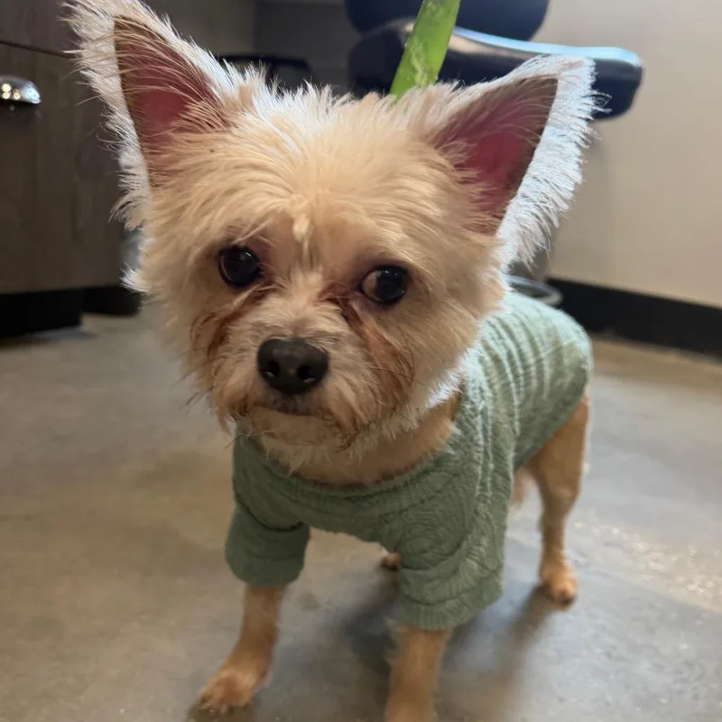 A senior small-sized male White / Cream Wirehaired Terrier dog named Leo for adoption in Tampa, FL