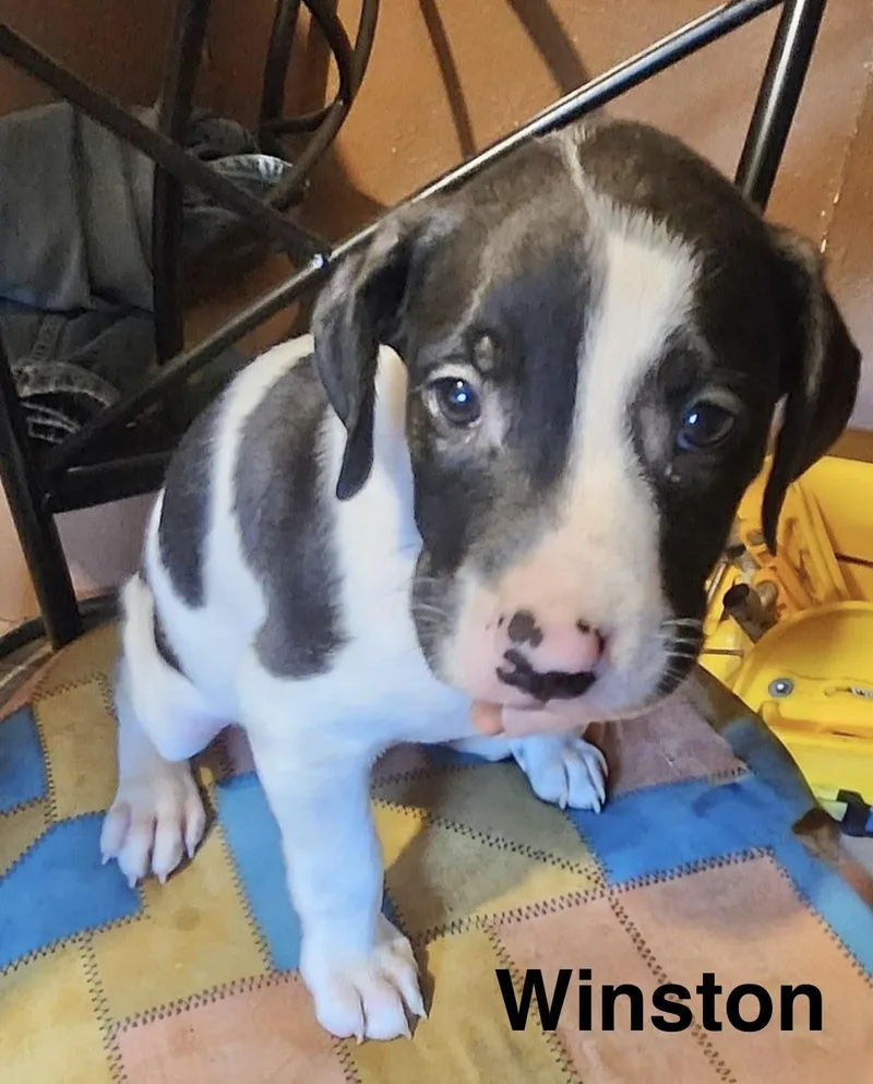 A baby medium-sized male American Staffordshire Terrier dog named Winston for adoption in Manchester, CT