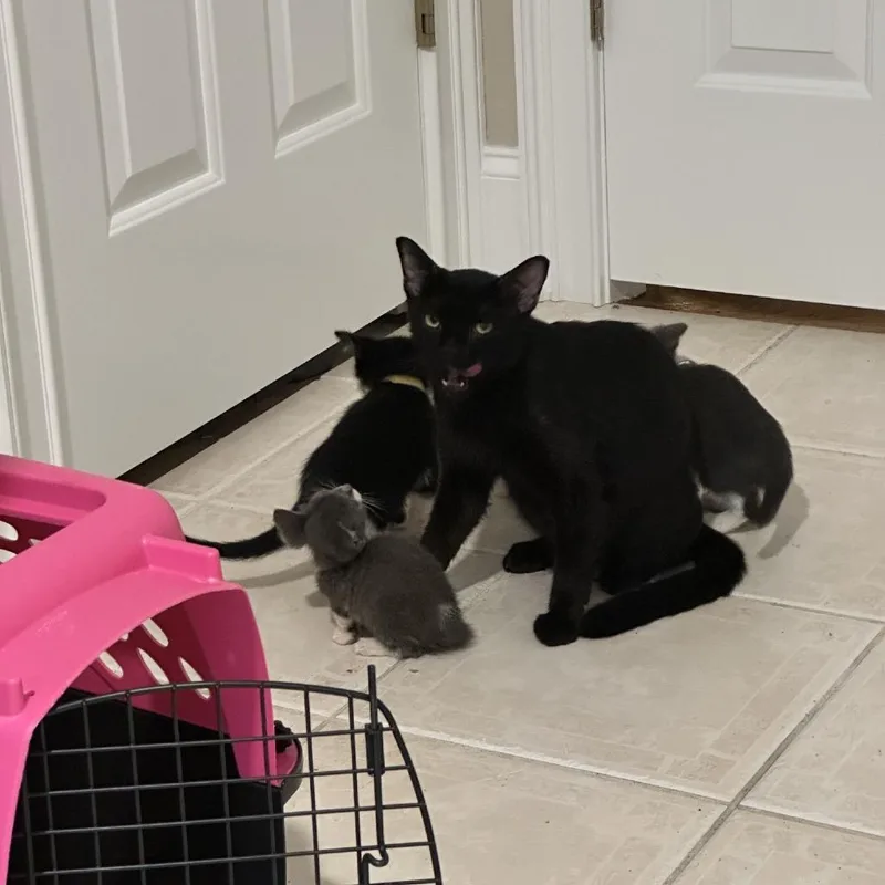 A baby small-sized male Black Domestic Short Hair cat named Mikey Jr. for adoption in Winston-Salem, NC