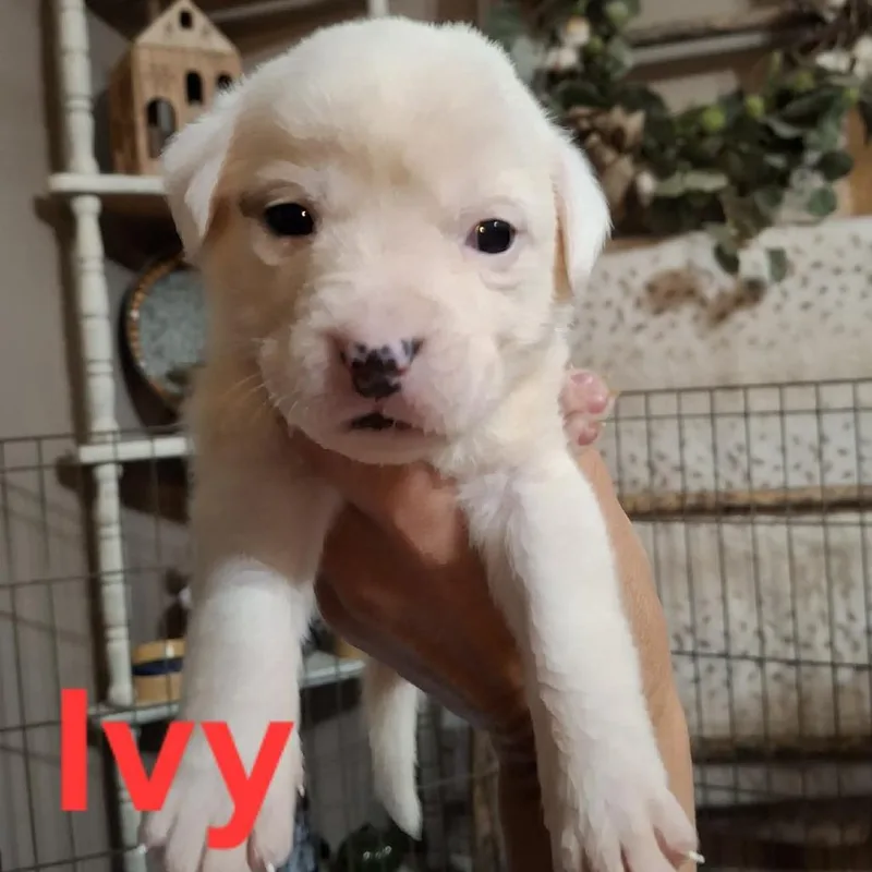 A baby medium-sized female English Bulldog dog named Ivy for adoption in Wadena, MN