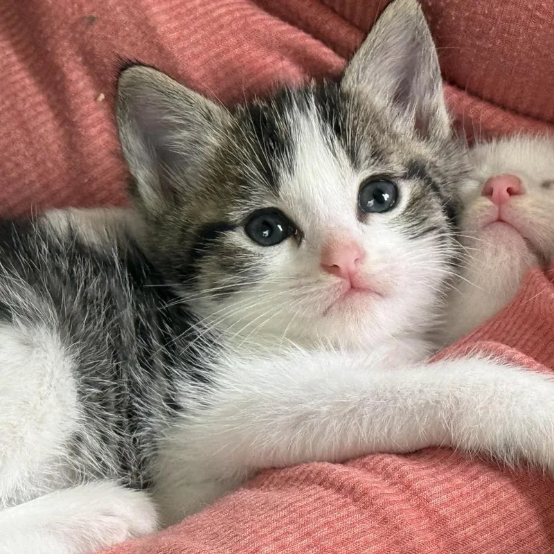 A baby small-sized male Brown / Chocolate Domestic Short Hair cat named Pitufo for adoption in Tustin, CA