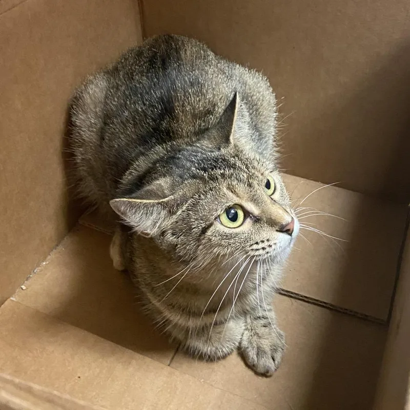An adult medium-sized female Domestic Short Hair cat named Millie for adoption in Monroe, LA