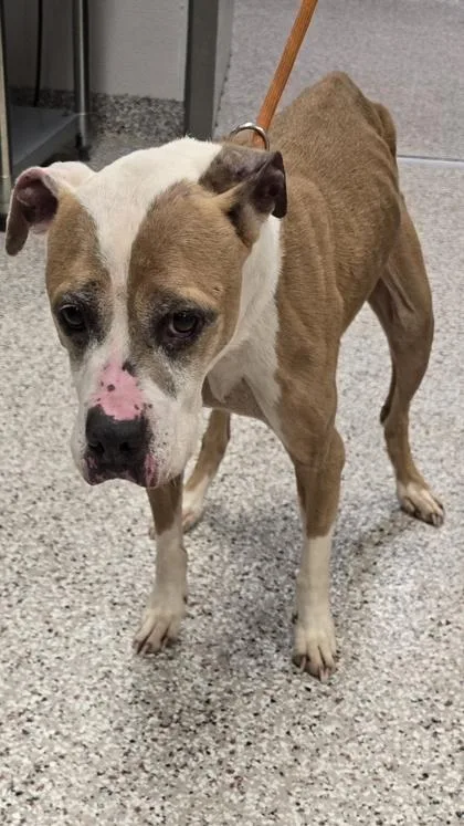 An adult medium-sized female Pit Bull Terrier dog named Sadie for adoption in Gastonia, NC