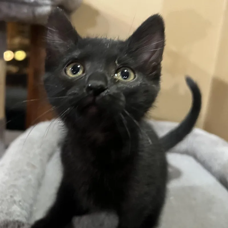 A baby small-sized female Black Domestic Short Hair cat named Naomi Ehlers for adoption in Morrison, CO