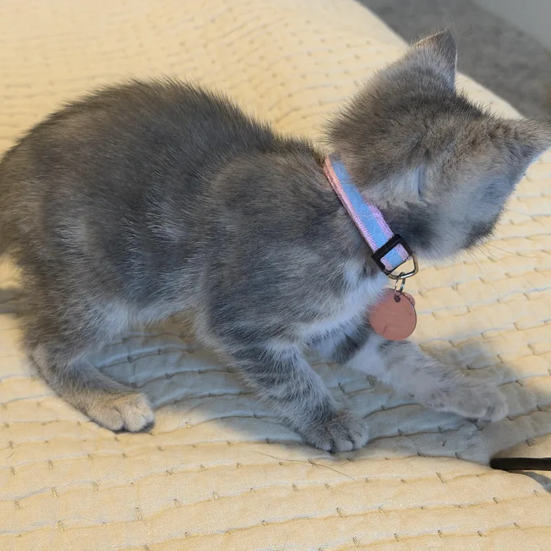 A baby medium-sized female Tabby (Gray / Blue / Silver) Tabby cat named Marie Purrie for adoption in Pasco, WA