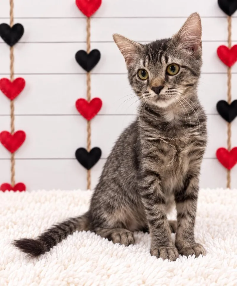 A baby small-sized male Domestic Short Hair cat named Loki for adoption in Corpus Christi, TX