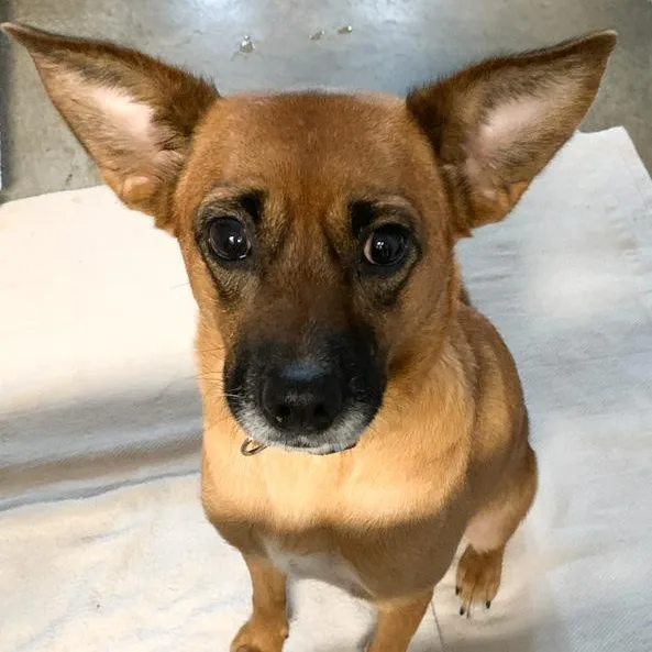 Carolina Gold thumbnail 2