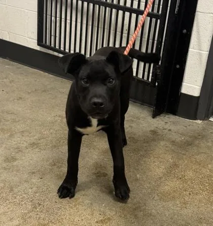 A baby medium-sized male Black Labrador Retriever dog named Alfie for adoption in Cleveland, OH