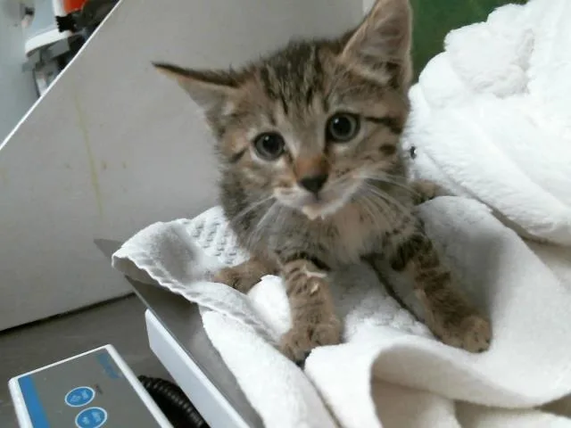 A baby small-sized male Domestic Short Hair cat named Igor for adoption in Houston, TX