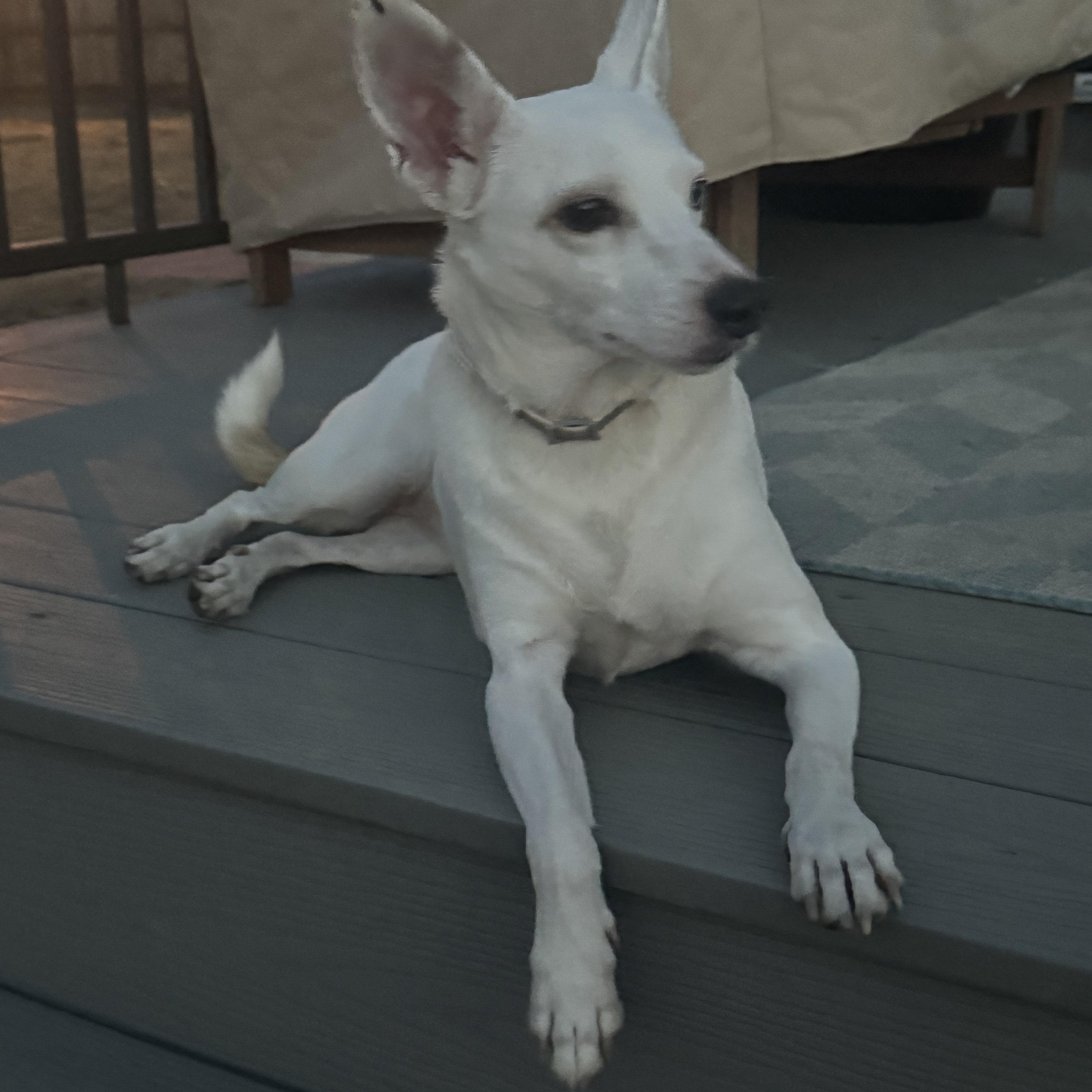 Polar Bear thumbnail 2