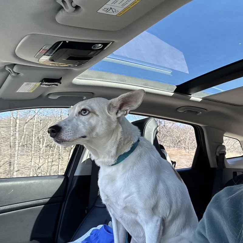 Polar Bear thumbnail 3