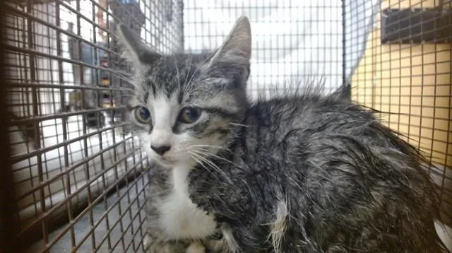 A baby small-sized male Domestic Short Hair cat named Joey for adoption in Miami, FL
