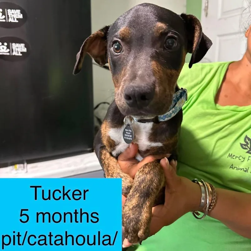 Tucker