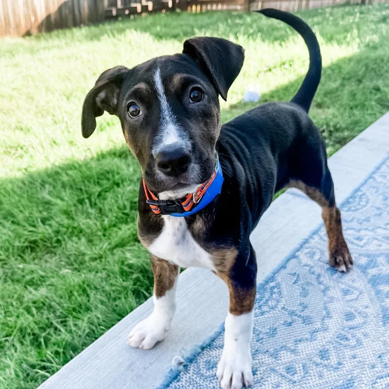 A baby small-sized male Belgian Shepherd / Malinois dog named Maxwell for adoption in Parker, CO