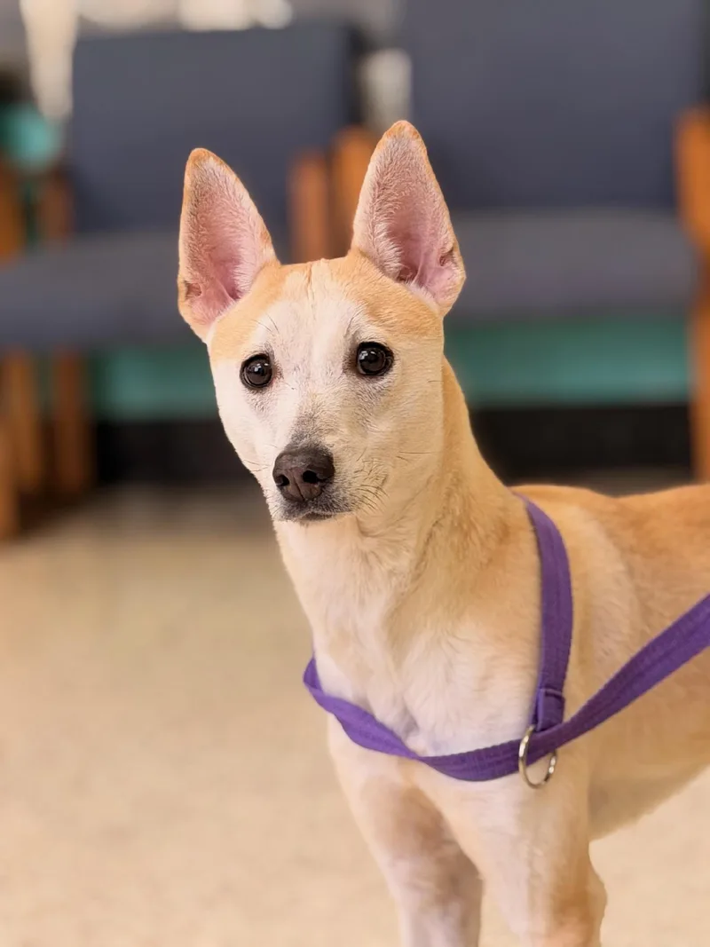 An adult medium-sized female Yellow / Tan / Blond / Fawn Basenji dog named Kate for adoption in Phoenix, AZ