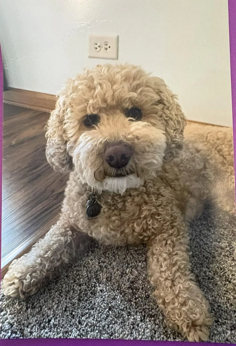 A senior small-sized female Cockapoo dog named Pecan for adoption in Wheaton, IL