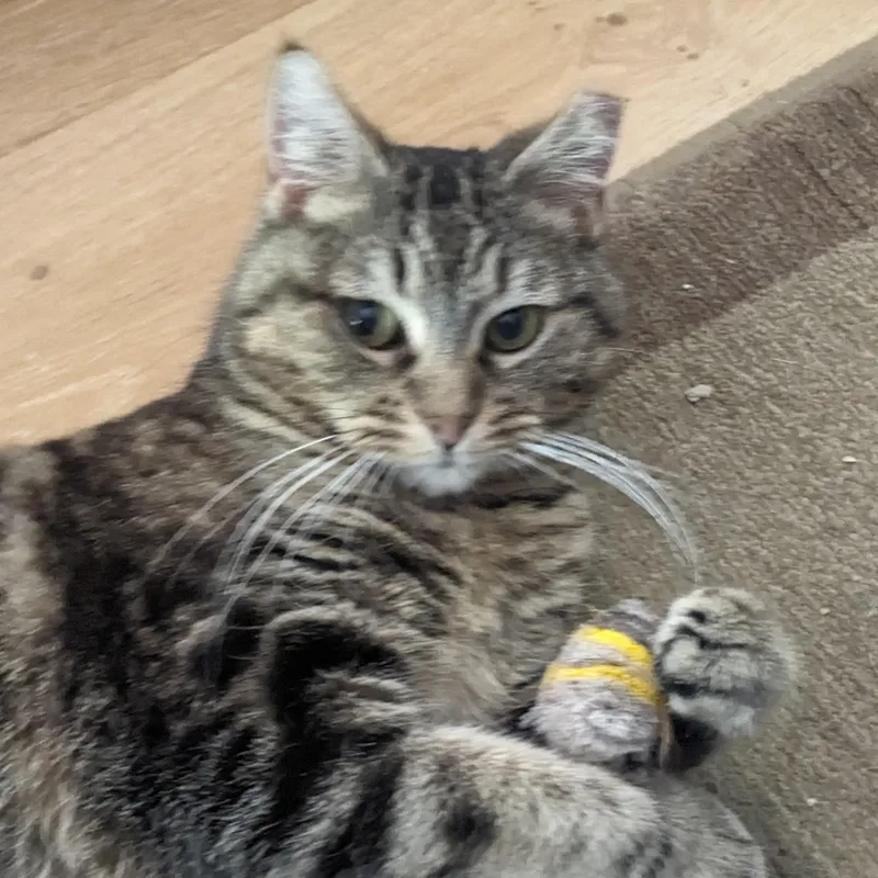 Brindley thumbnail 2