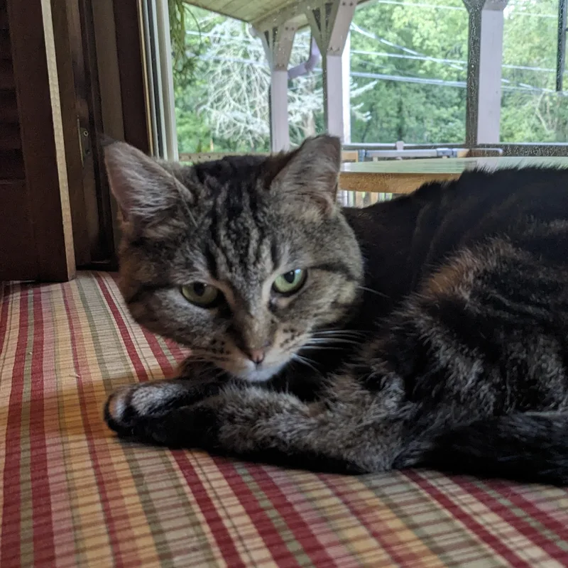 Brindley thumbnail 3