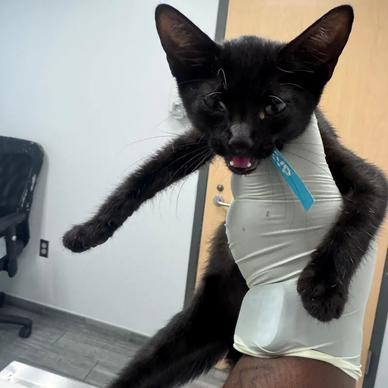 A baby small-sized female Black Domestic Short Hair cat named Sleepy for adoption in Jacksonville, FL
