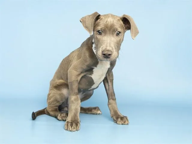 A baby small-sized female Pit Bull Terrier dog named Piglet for adoption in Phoenix, AZ