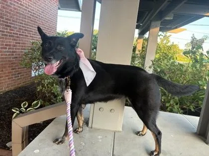 An adult medium-sized female Mixed Breed dog named Dani for adoption in Cincinnati, OH