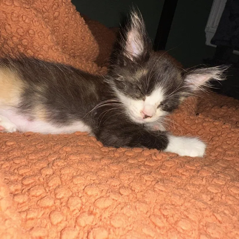 A baby small-sized female Calico Domestic Medium Hair cat named Hope for adoption in Houston, TX
