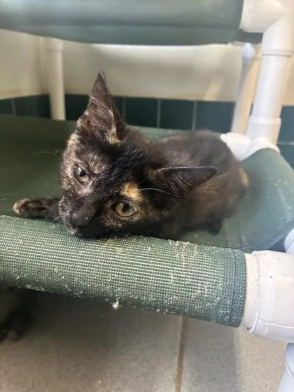 A baby small-sized female Domestic Short Hair cat named Eclipse for adoption in Honolulu, HI