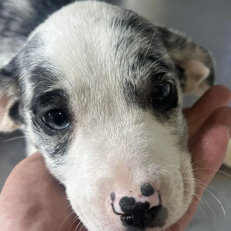 A baby small-sized female Mixed Breed dog named Panther for adoption in Pasadena , MD
