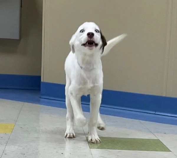 A baby large-sized female Labrador Retriever dog named Miss Piggy for adoption in Sioux City, IA