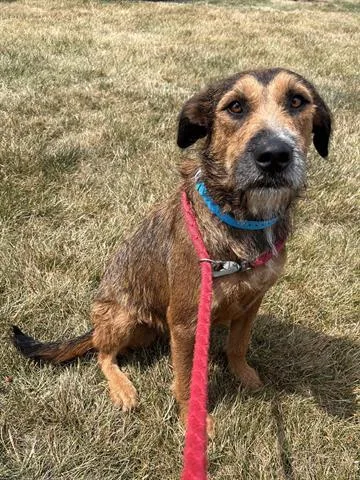 An adult large-sized male Airedale Terrier dog named Jack for adoption in Dayton, OH