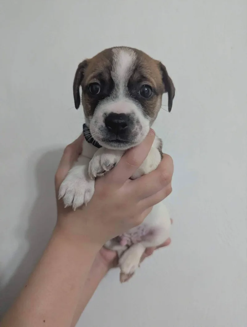 Biscuit