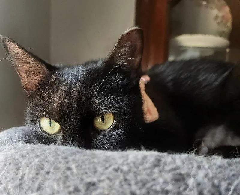 A young medium-sized female Black Bombay cat named Ebony for adoption in Knoxville, TN