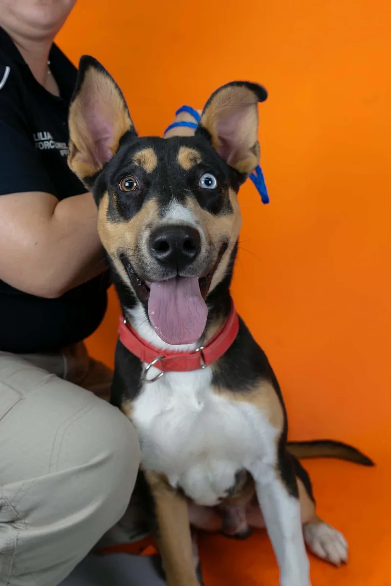 A young medium-sized male Mixed Breed dog named Gilligan for adoption in Sierra Vista, AZ