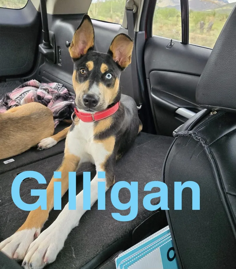Gilligan thumbnail 4