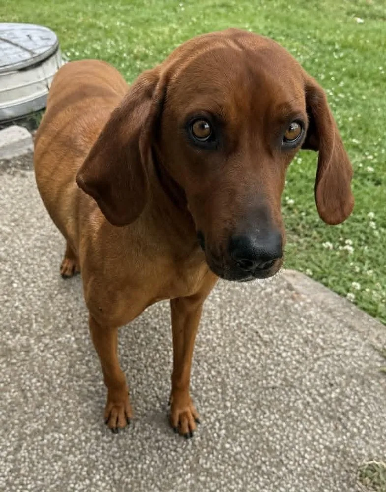 An adult medium-sized male Red / Chestnut / Orange Hound dog named Tito for adoption in Evansville, IN