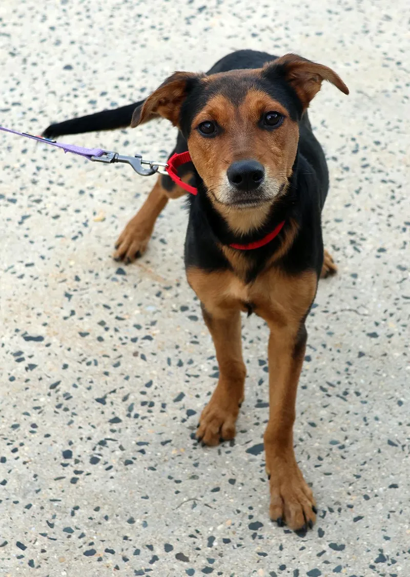 A baby medium-sized male German Shepherd Dog dog named Albus for adoption in Harrison, NY