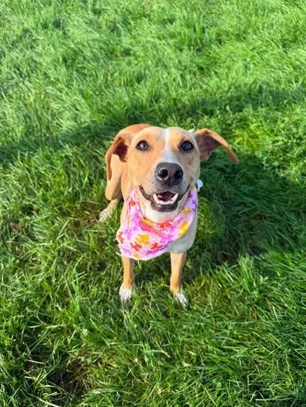 A young medium-sized female Terrier dog named Tink for adoption in Rensselaer, IN